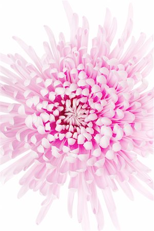 simsearch:700-00198058,k - Pink Chrysanthemum Stock Photo - Rights-Managed, Code: 700-00178879