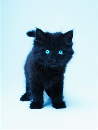 simsearch:700-00611045,k - Portrait of a Kitten Stock Photo - Rights-Managed, Code: 700-00179142