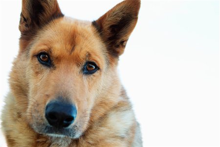 simsearch:700-00179159,k - Portrait d'un chien Photographie de stock - Rights-Managed, Code: 700-00179158