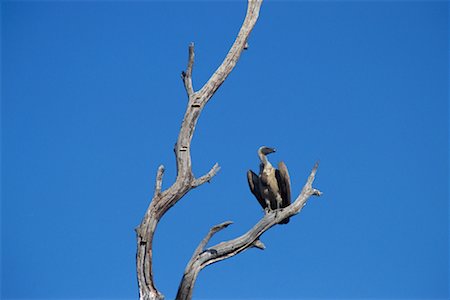 simsearch:700-00162712,k - White-Backed Vulture Stock Photo - Rights-Managed, Code: 700-00170285