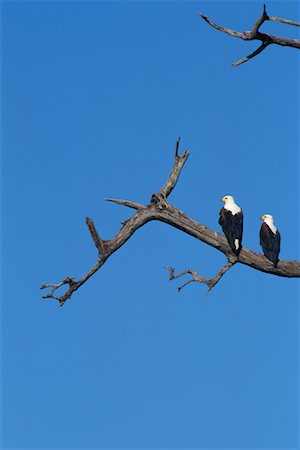 African Fish Eagles Stock Photo - Rights-Managed, Code: 700-00170286