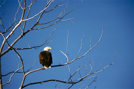 simsearch:700-00169909,k - Aigle à tête blanche Photographie de stock - Rights-Managed, Code: 700-00170291