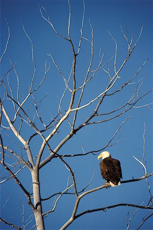 simsearch:700-00028023,k - Aigle à tête blanche Photographie de stock - Rights-Managed, Code: 700-00170292