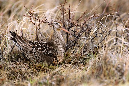 simsearch:700-00170331,k - Hudsonschnepfe am Nest Stockbilder - Lizenzpflichtiges, Bildnummer: 700-00170304