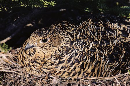 simsearch:700-00170331,k - Willow Ptarmigan Schachtelung Stockbilder - Lizenzpflichtiges, Bildnummer: 700-00170302