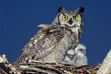 Great Horned Owl and Young Stock Photo - Rights-Managed, Code: 700-00170318