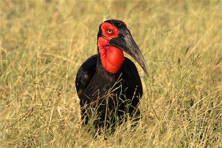Female Ground Hornbill Stock Photo - Rights-Managed, Code: 700-00170311
