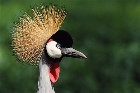 simsearch:873-06440514,k - Crowned Crane Foto de stock - Con derechos protegidos, Código: 700-00170313