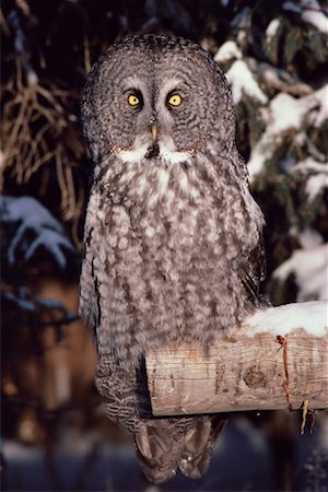 Great Gray Owl Foto de stock - Con derechos protegidos, Código: 700-00170324
