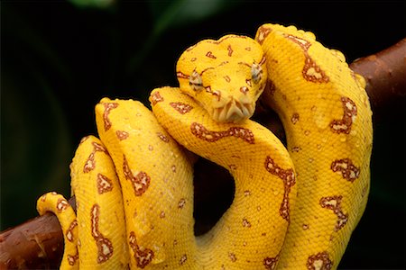 Juvenile Green Tree Python Stock Photo - Rights-Managed, Code: 700-00170346