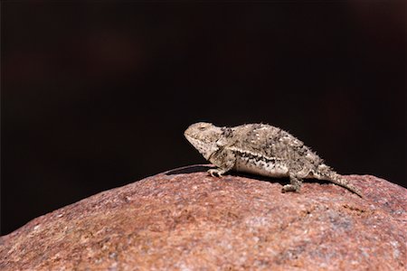 simsearch:700-00847236,k - Short-Horned Lizard Photographie de stock - Rights-Managed, Code: 700-00170343