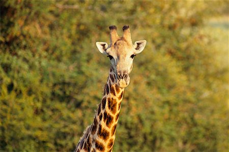 Giraffe Foto de stock - Con derechos protegidos, Código: 700-00170357