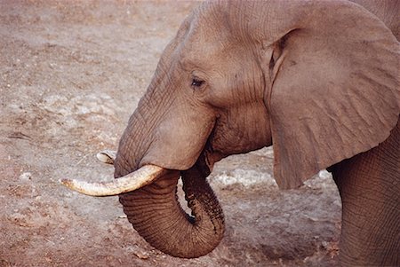 elephant close up on head and tusks - African Elephant Stock Photo - Rights-Managed, Code: 700-00170352