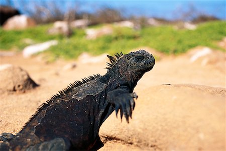 Land Iguana Stock Photo - Rights-Managed, Code: 700-00170365