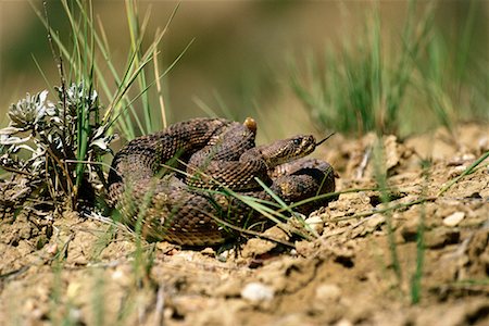 rattlesnake saskatchewan - Rattlesnake Stock Photo - Rights-Managed, Code: 700-00170370