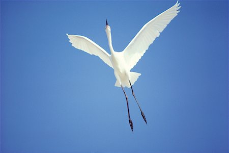 simsearch:700-03478633,k - Bird in Flight Foto de stock - Con derechos protegidos, Código: 700-00170373