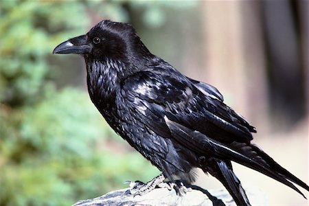 raven - Raven Stock Photo - Rights-Managed, Code: 700-00170382