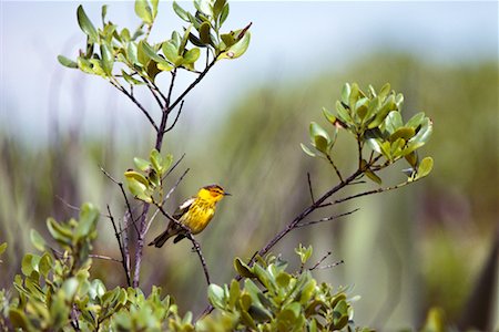 Oiseau dans l'arbre Photographie de stock - Rights-Managed, Code: 700-00170383