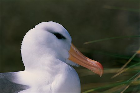 south american animal - Black-Browed Albatross West Point Island, Falkland Islands Stock Photo - Rights-Managed, Code: 700-00170434