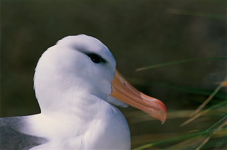 Black-Browed Albatross West Point Island, Falkland Islands Foto de stock - Con derechos protegidos, Código: 700-00170434