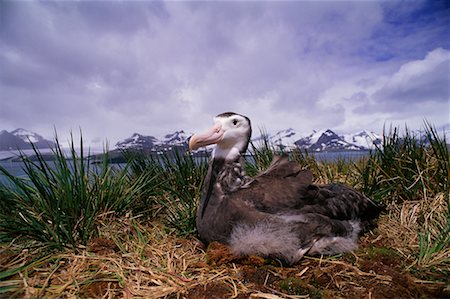 Albatros Chick Albatross Island, Géorgie du Sud Photographie de stock - Rights-Managed, Code: 700-00170435