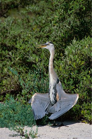 Great Blue Heron Galapagos Islands Fotografie stock - Rights-Managed, Codice: 700-00170437