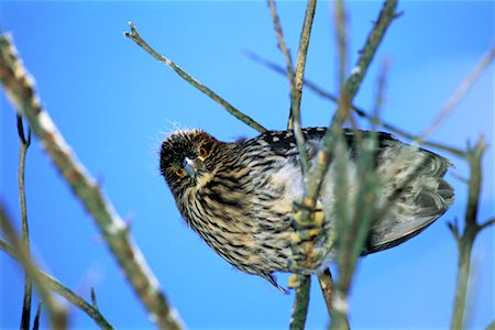 Yellow-Crowned Night Heron Carcass Island, Falkland Islands Fotografie stock - Rights-Managed, Codice: 700-00170438