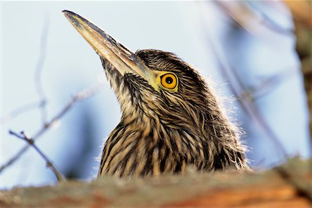 Yellow-Crowned Night Heron Carcass Island, Falkland Islands Stock Photo - Rights-Managed, Code: 700-00170439