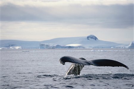 Tail of Humpback Whale Gerlache Straits, Antarctica Stock Photo - Rights-Managed, Code: 700-00170447
