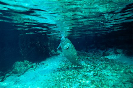 Lamantin antillais sous-marine en Floride, USA Photographie de stock - Rights-Managed, Code: 700-00170449