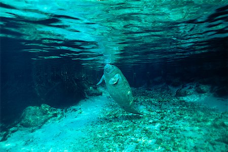 West Indian Manatee Underwater Florida, USA Foto de stock - Direito Controlado, Número: 700-00170449