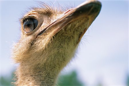 simsearch:6102-03905015,k - Head of Female Ostrich Foto de stock - Con derechos protegidos, Código: 700-00170441