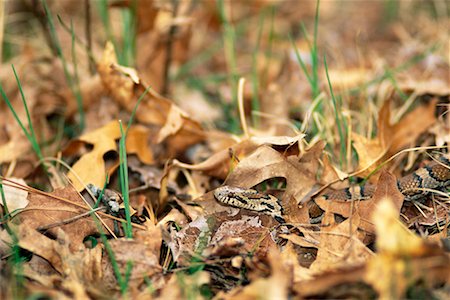 serpiente ratonera del maizal - Corn Snake in Leaves Northern Michigan, United States Foto de stock - Con derechos protegidos, Código: 700-00170442