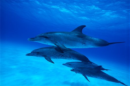 dolphin group wild - Spotted Dolphins Underwater Little Bahama Bank, Bahamas Stock Photo - Rights-Managed, Code: 700-00170451