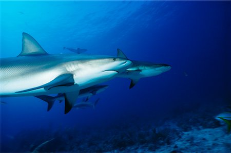 simsearch:841-06340965,k - Requins de récif Photographie de stock - Rights-Managed, Code: 700-00170466