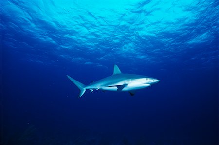 Requin de récif Photographie de stock - Rights-Managed, Code: 700-00170467