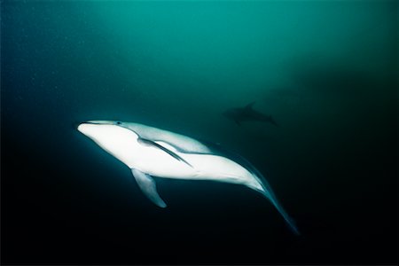 simsearch:700-00177961,k - Pacific White-sided Dolphin Fotografie stock - Rights-Managed, Codice: 700-00170460