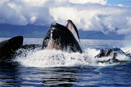 frederick sound - Humpback Whales Cooperative Feeding Frederick Sound Alaska, USA Stock Photo - Rights-Managed, Code: 700-00170461