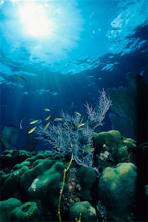 simsearch:700-00019832,k - Coral Reef Stock Photo - Rights-Managed, Code: 700-00170475