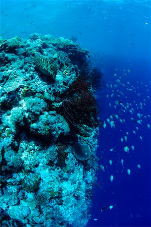 dale sanders - Coral Reef Foto de stock - Con derechos protegidos, Código: 700-00170476