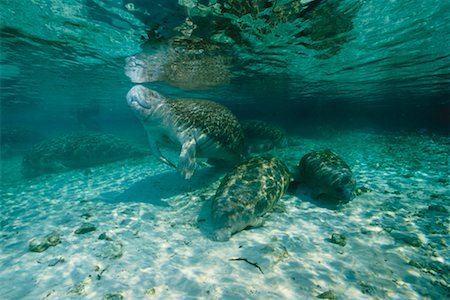 Lamantins antillais Crystal River, Floride, États-Unis Photographie de stock - Rights-Managed, Code: 700-00170471