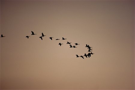 Canada Geese in Flight Foto de stock - Con derechos protegidos, Código: 700-00170497