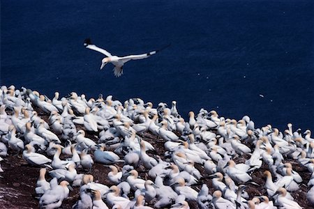 Gannets Stock Photo - Rights-Managed, Code: 700-00170499