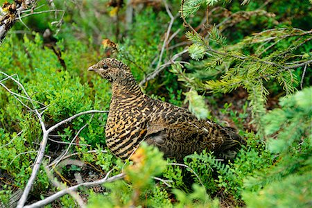 Ruffed Grouse Foto de stock - Con derechos protegidos, Código: 700-00170504