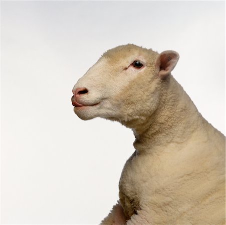 sheep farm animal close up - Sheep Stock Photo - Rights-Managed, Code: 700-00170529