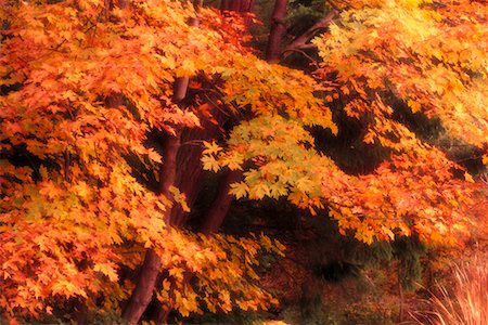 stanley park - Autumn Leaves Vancouver, British Columbia Canada Foto de stock - Con derechos protegidos, Código: 700-00184202