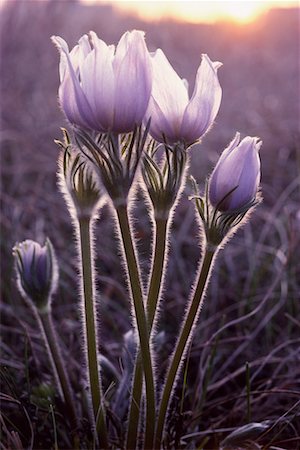 Crocus Winnipeg, Manitoba Stock Photo - Rights-Managed, Code: 700-00184214