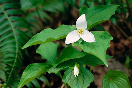 Trillium Stock Photo - Rights-Managed, Code: 700-00184215