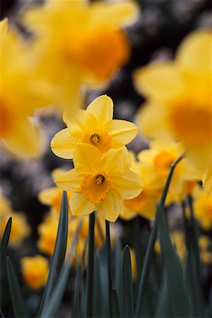 field of daffodil pictures - Jonquilles Photographie de stock - Rights-Managed, Code: 700-00184211