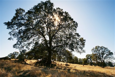 encino - Oak Trees California Foto de stock - Con derechos protegidos, Código: 700-00184234
